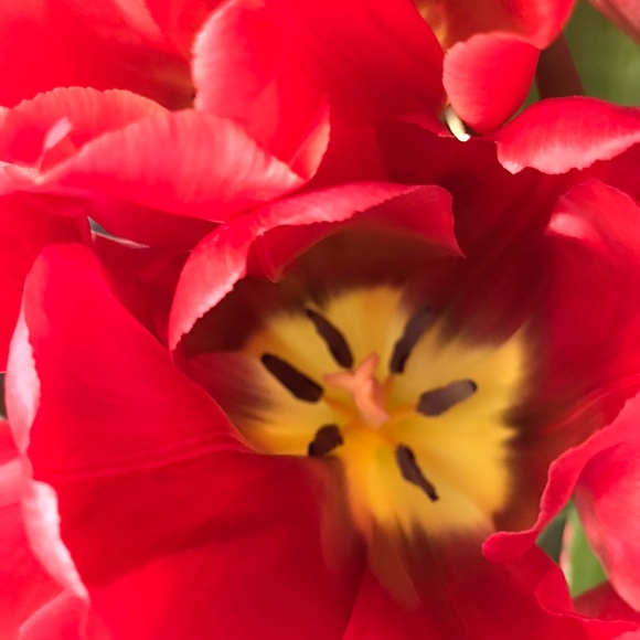 Meet your Posher, Diana - Picture 1 of 1